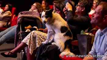 In beeld | Honden mogen in Rotterdam mee naar de film in speciale 'dog cinema'