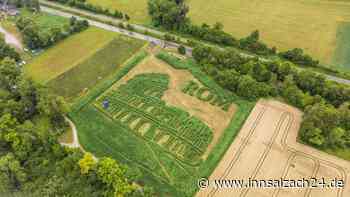 Verlaufen ausdrücklich erwünscht: Dieser Irrgarten in Oberbayern ist gigantisch