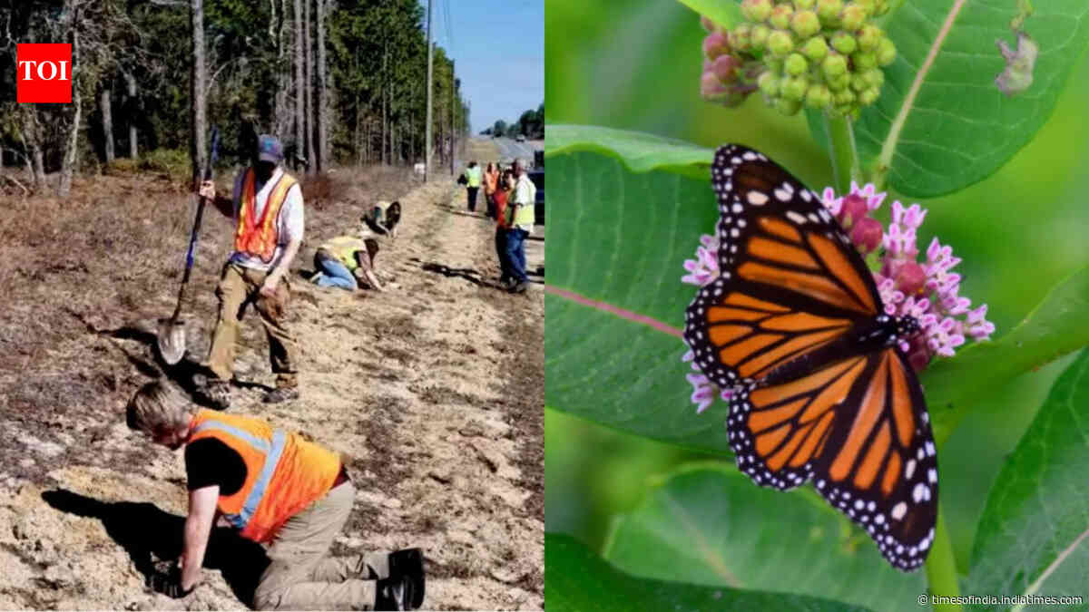 Florida is planting 15,000 milkweeds along highways to help monarch butterflies