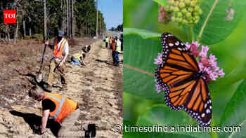 Florida is planting 15,000 milkweeds along highways to help monarch butterflies