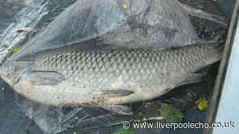 'Hundreds' of dead fish pulled from Calderstones Park lake