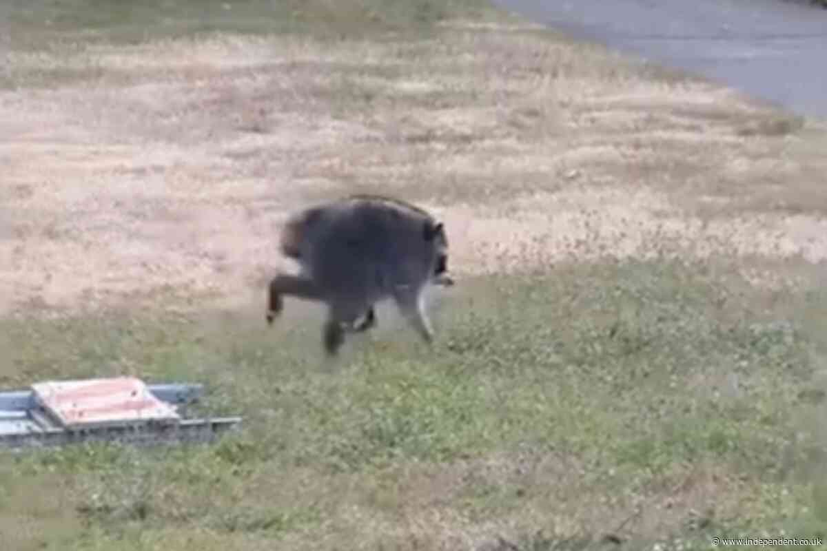 ‘Hot Jimothy Summer’: Mutant raccoon is scurrying through Seattle’s yards — and into city’s heart