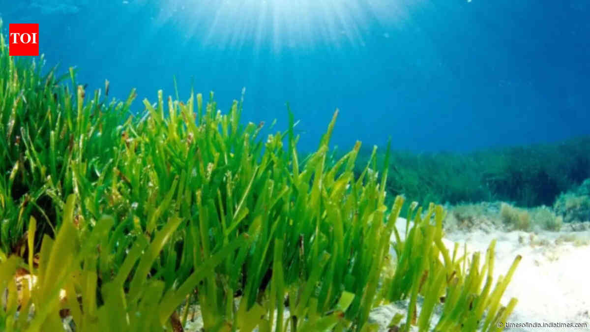 Mediterranean seagrass survives in dim seabed light by expanding its photosynthetic antenna