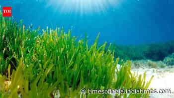 Mediterranean seagrass survives in dim seabed light by expanding its photosynthetic antenna