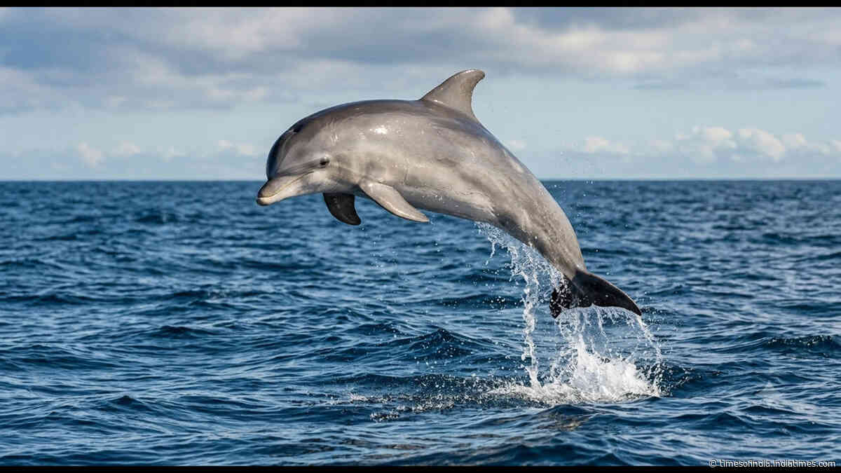 Residents kept reporting Dolphins. Underwater microphones revealed their visits