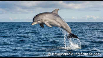 Residents kept reporting Dolphins. Underwater microphones revealed their visits