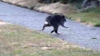 Jimothy: Video von Waschbär mit Buckel aus Seattle geht im Internet viral