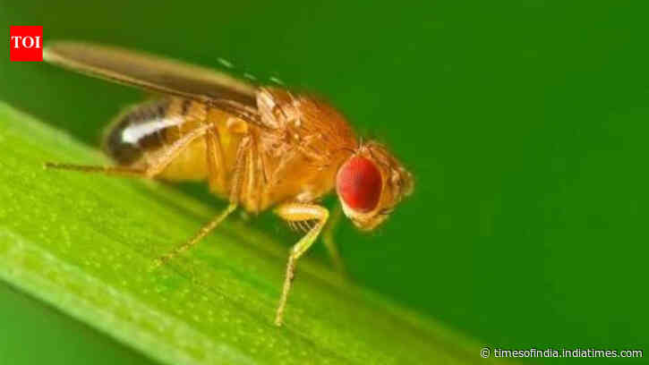 Scientists studied found flies rebuild their biological clock into a separate seasonal mode