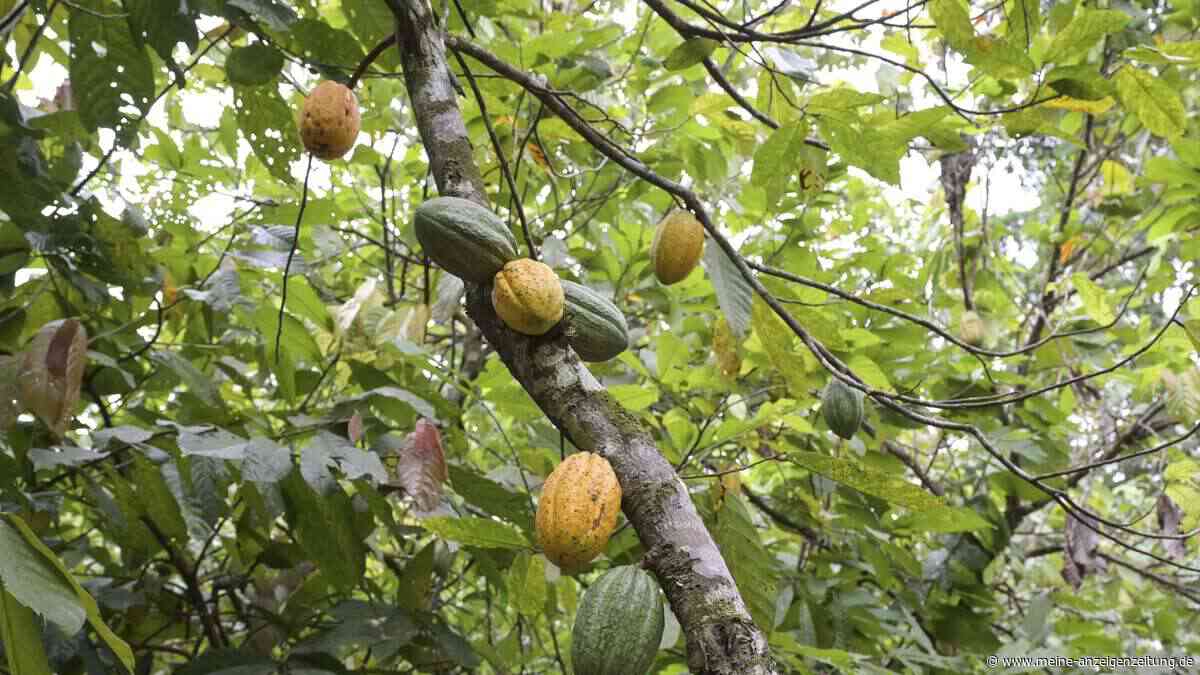 Große Konzerne versprechen Naturschutz – doch nur 13 Prozent liefern Beweise