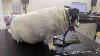 Dog owner allowed Jack Russells to balloon into the 'most overweight' RSPCA had seen