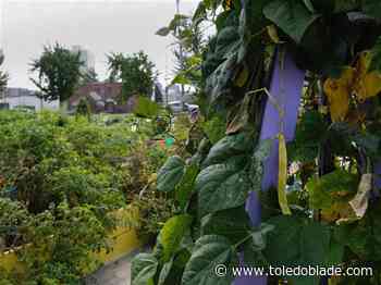 Toledo GROWs plans community garden tour, potluck