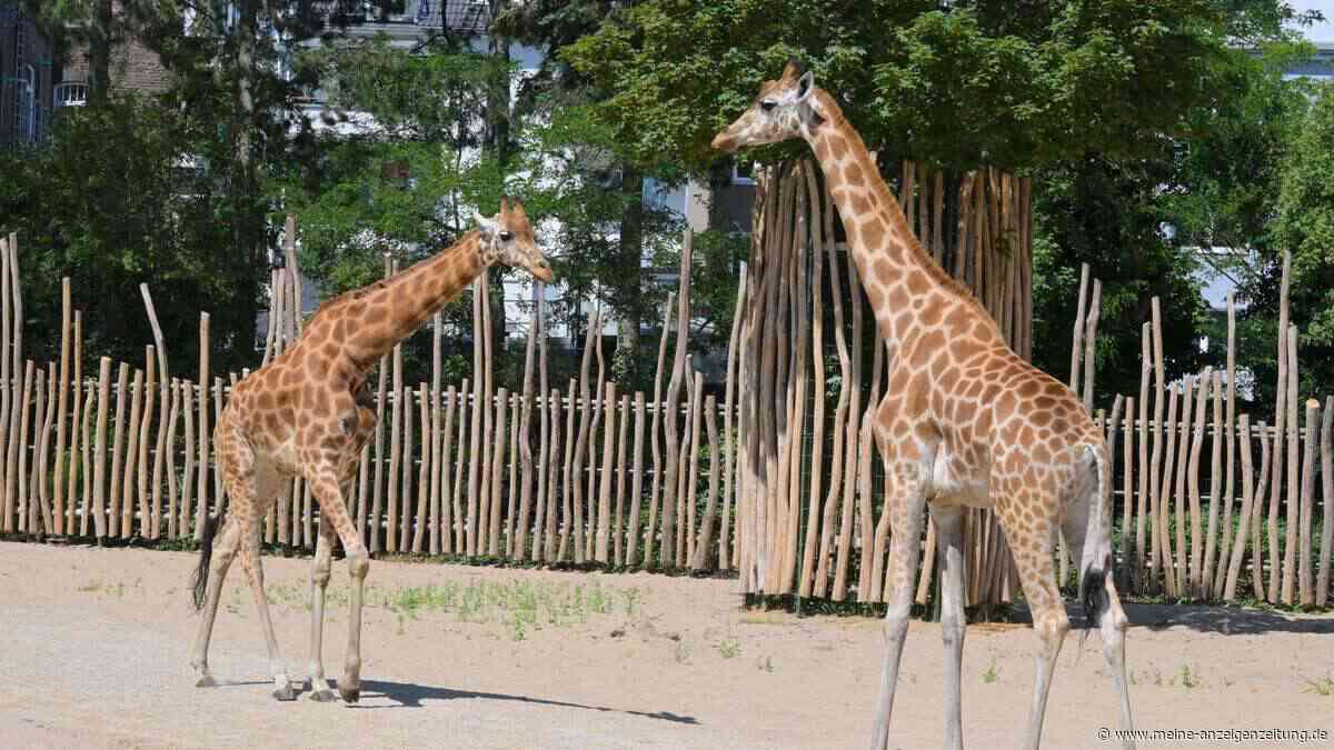 Nach zwei Jahren Bauzeit: Warum dieses Zoo-Gehege in NRW 6,5 Millionen Euro gekostet hat
