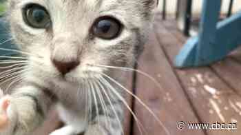 Stolen cat leads to extortion, theft charges against 72-year-old Winnipeg man