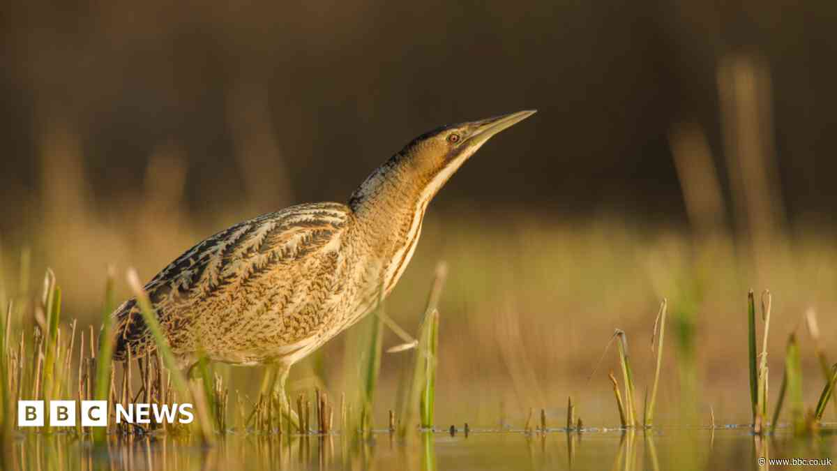 First confirmed breeding Bittern at nature reserve