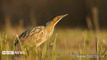 First confirmed breeding Bittern at nature reserve