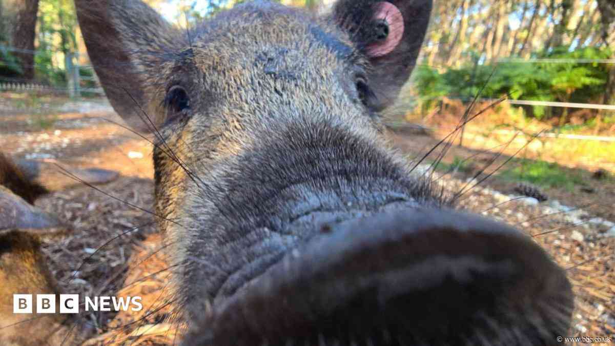 'Cheeky' pigs restore heathland on island reserve