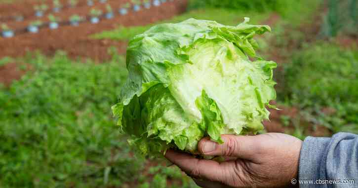 Walmart pulls Marketside iceberg lettuce salads from stores in Florida and Georgia over Cyclospora concerns