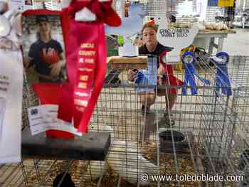 4-H students show off beloved animals in 168th Lucas County Fair