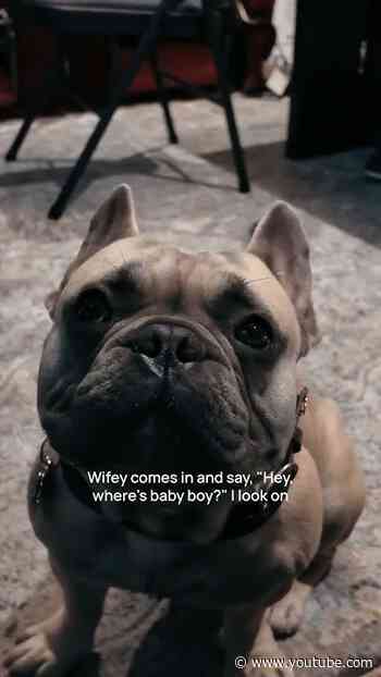 DOGG GONE Ep1: Find Baby Boy