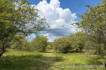 Call for more ‘truly wild’ areas to show how nature-rich UK could be