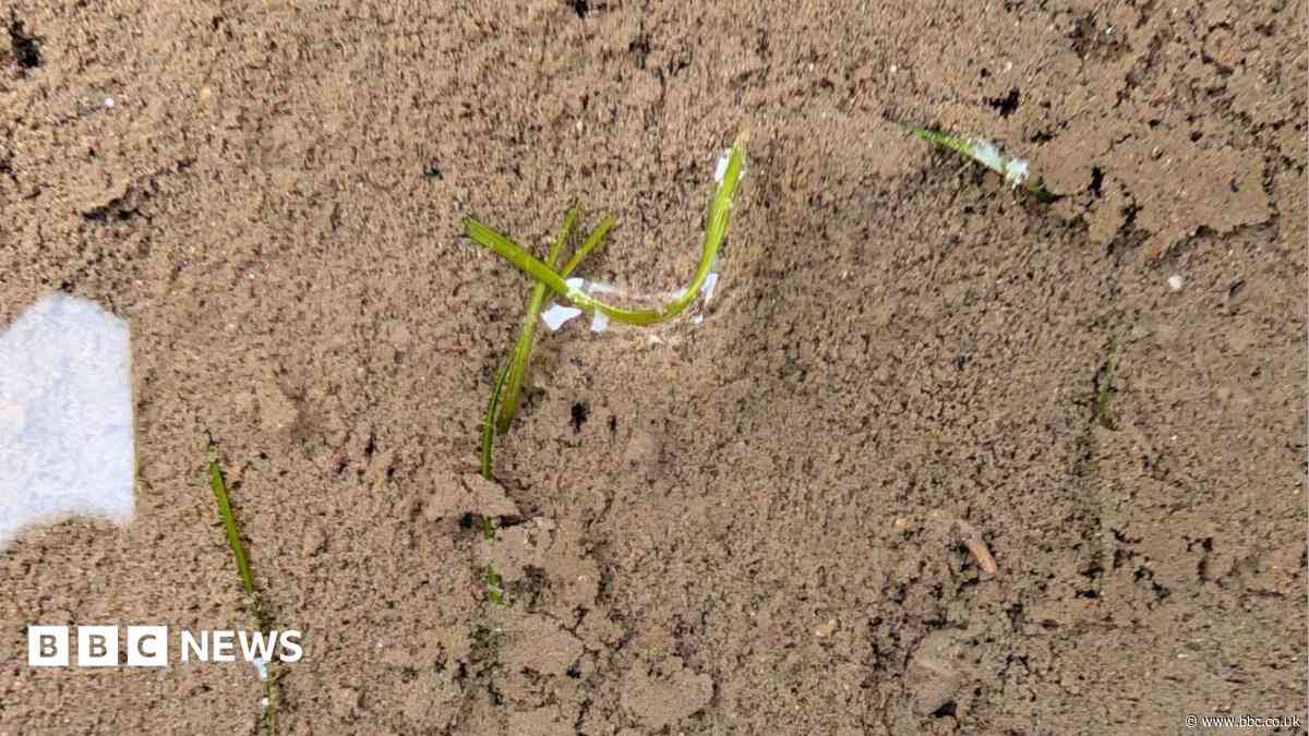 Seagrass plants feared dead survived winter