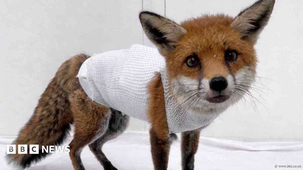 Full wildlife rescue centre shut to new animals