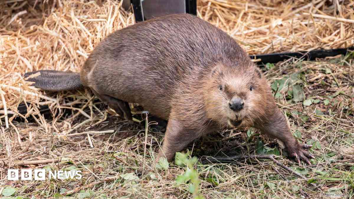 Beaver who escaped to find mate welcomes first kit