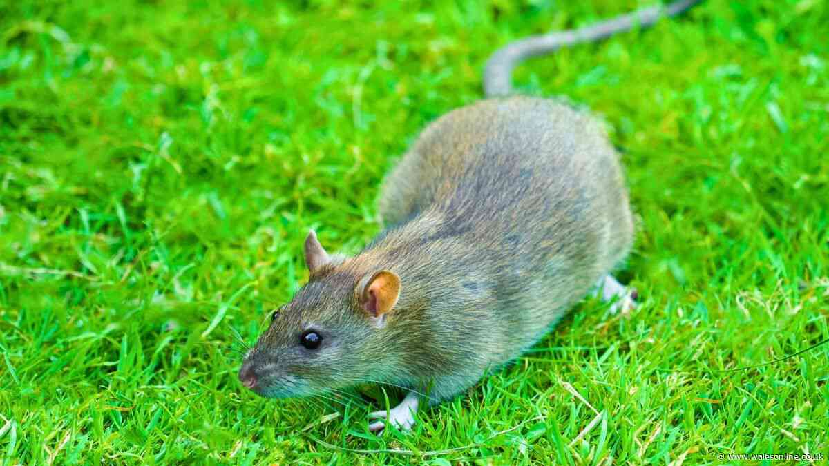 Rats will not go near your home if you grow 1 garden plant that irritates them