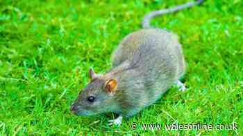 Rats will not go near your home if you grow 1 garden plant that irritates them