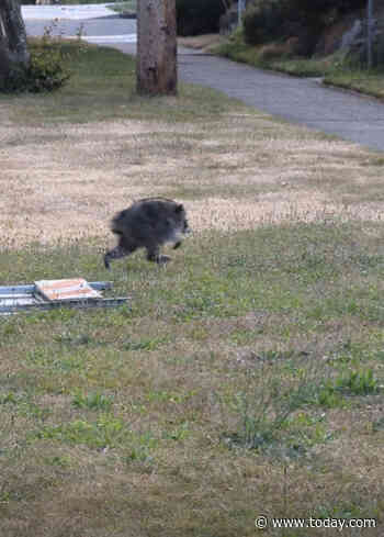 Seattle Darling Jimothy The Raccoon Has Scampered Into Hearts Across The Globe