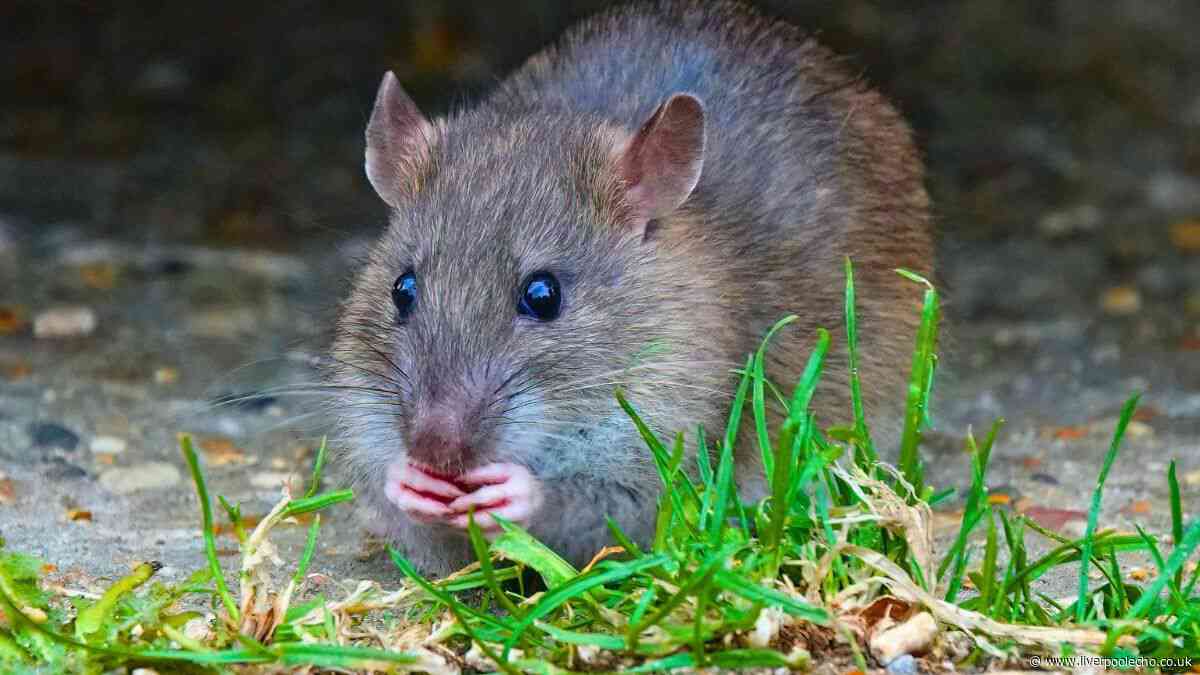 Rats will run away and never come back if you grow 1 cheap plant in the garden