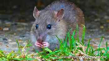 Rats will run away and never come back if you grow 1 cheap plant in the garden