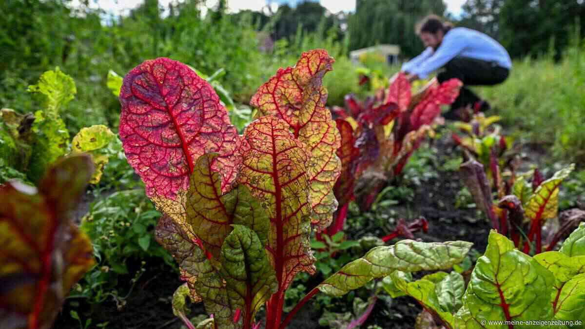 Ganzjährig ernten: Was auch im Sommer noch ins Beet kann