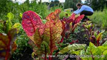 Ganzjährig ernten: Was auch im Sommer noch ins Beet kann