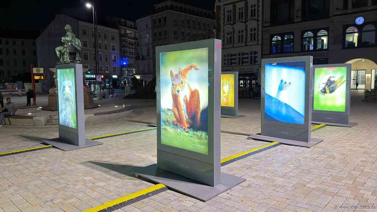 Gänsemarkt wird zur Heimat für küssende Eichhörnchen – das steckt dahinter