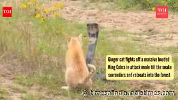 Ginger cat fights off a massive hooded King Cobra in attack mode till the snake surrenders and retreats into the forest