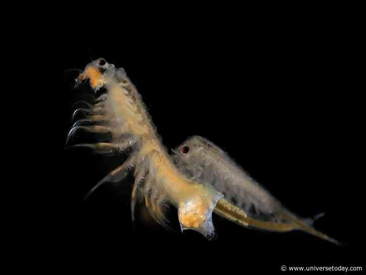 Scientists are Teaching Shrimp to Eat in Microgravity for Future Moon Bases