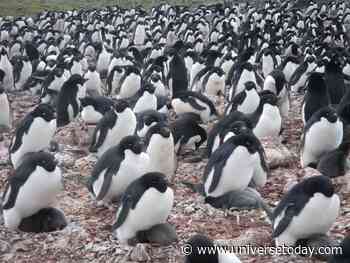Satellite Images of Pengiun Poo Reveal Climate Change's Impact on the Species