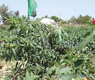 Agro exports crash 31% as port delays, pesticides trigger global rejections