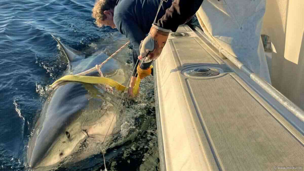 Weißer Hai wieder aufgetaucht – Jetzt steuert 770-Kilo-Koloss auf beliebte Urlaubsgebiete zu