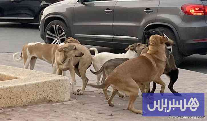 إطلاق النار على "الكلاب الضالة" في تنغير يتأ&