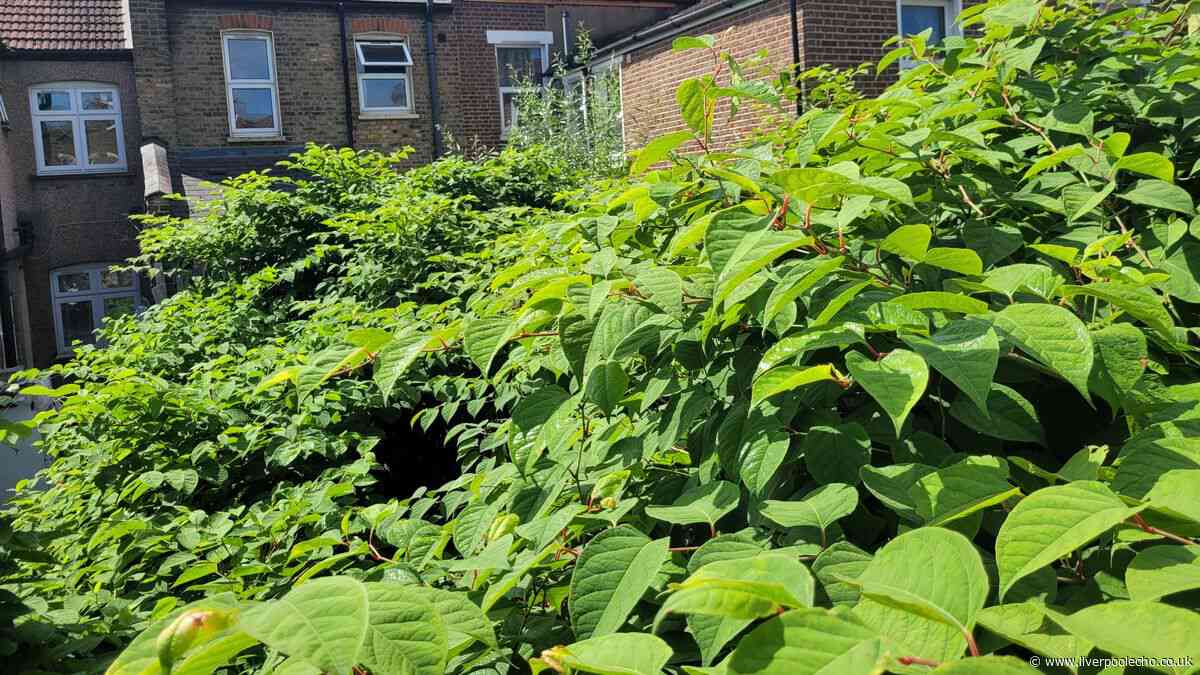 Merseyside's top ten hotspots worst affected by Japanese knotweed