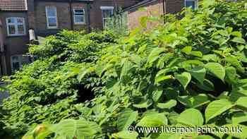 Merseyside's top ten hotspots worst affected by Japanese knotweed