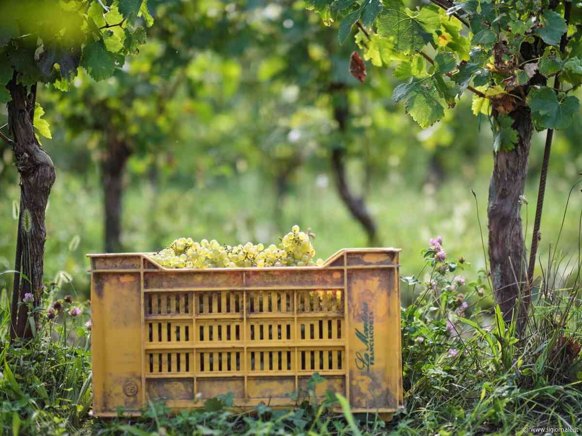 Montina, un’estate di eventi in Franciacorta