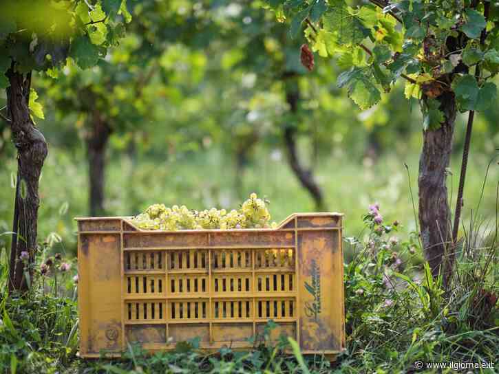 Montina, un’estate di eventi in Franciacorta