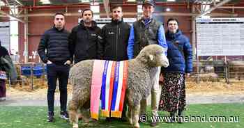 How a champion ram's genetics sealed a $35,000 surprise deal to Argentina