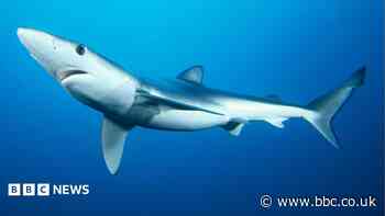 Shark scientists gets £1m to help protect them