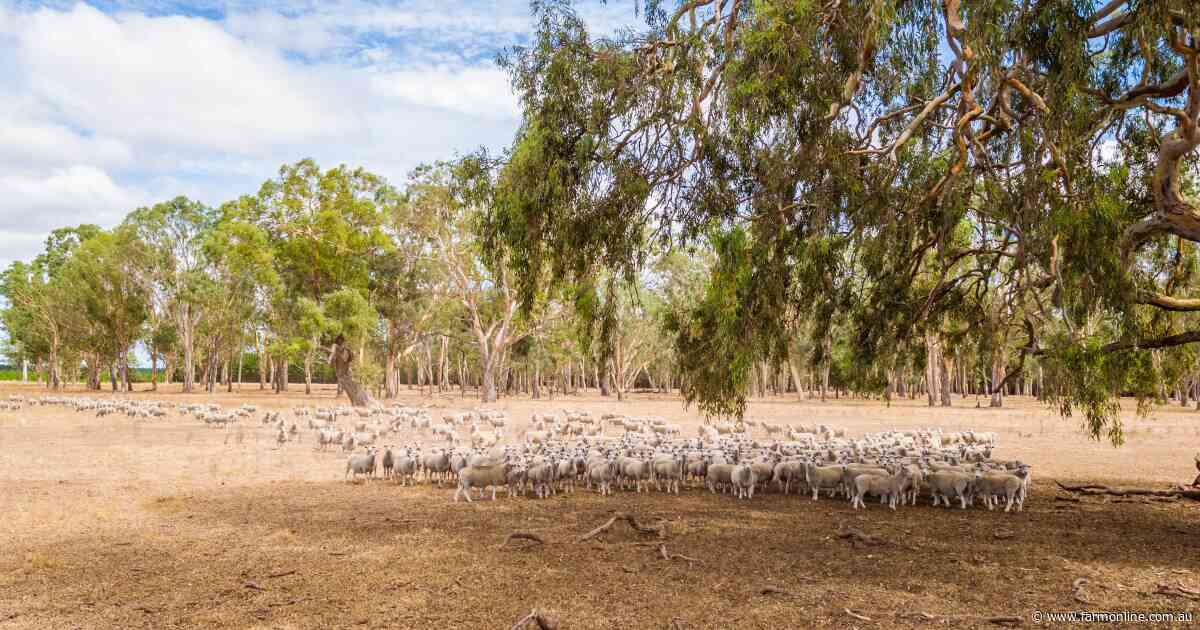 The simple reason why sheep processor profits saw a welcome jump in May