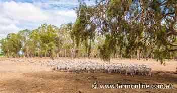 The simple reason why sheep processor profits saw a welcome jump in May
