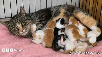 Kitten born with two noses and two mouths leaves cat rescue 'speechless'